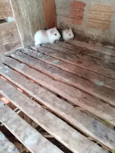 porquinho dá Índia 