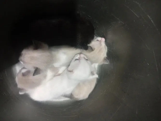 Doação de gato