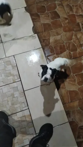Filhote pitbull