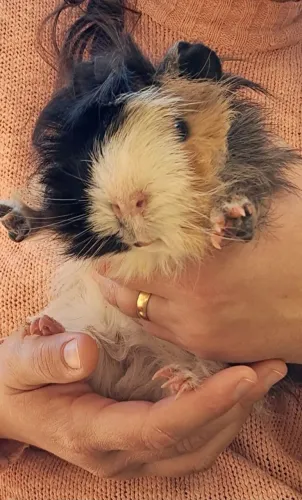 Porquinho da Índia Abissínio