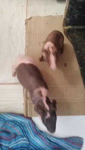 Porquinhos skne sem pêlos