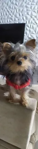 Yorkshire terrier fêmea 