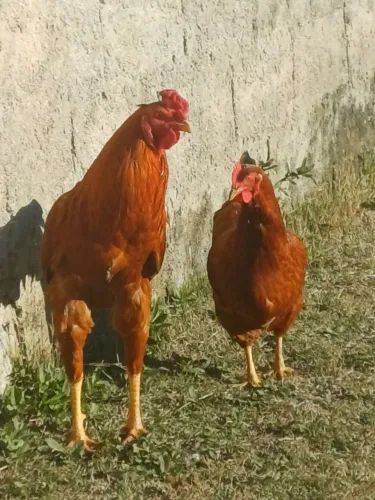 Galinhas 
