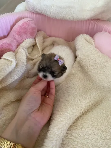 Vendo filhote de Spitz Alemão Anão