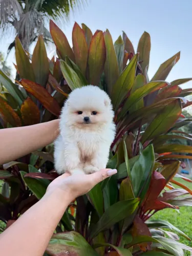 SPITZ ALEMÃO ANÃO - FILHOTES ESPECIAIS!!!