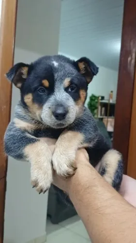 Fêmea filhote Blue Hiller, boiadeiro Australiano. *