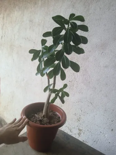 Plantas Rosas do Deserto