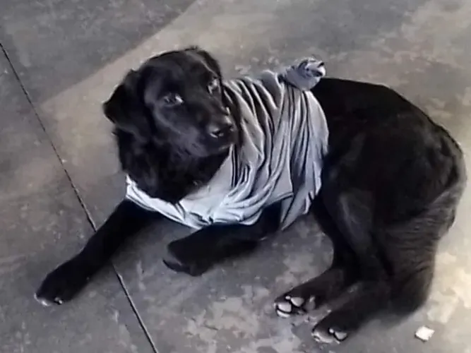 Cachorro para adoção