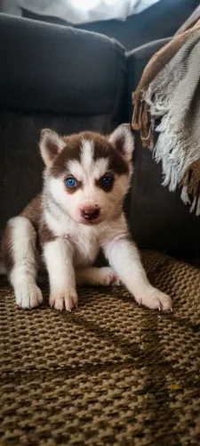 Filhotes de husky siberiano