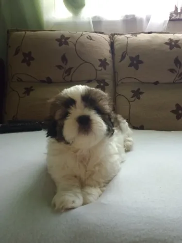 Filhote machinho Shitzu