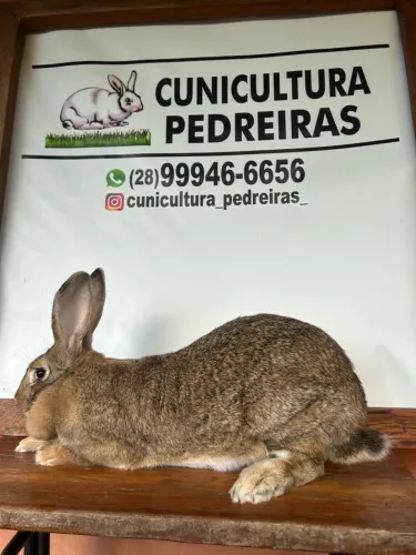 Coelhos gigantes