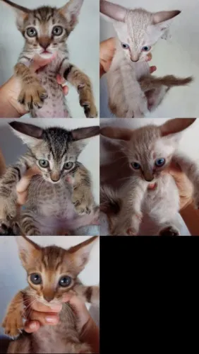 Gatos