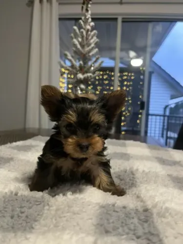 Yorkshire Terrier