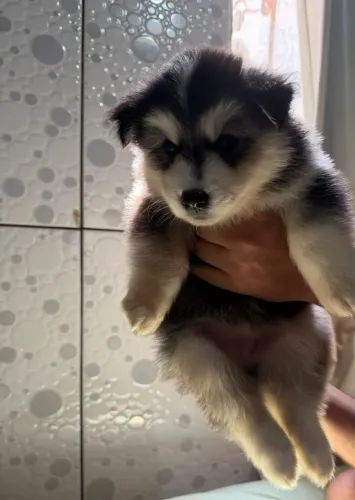 Husky Siberiano (fêmea)