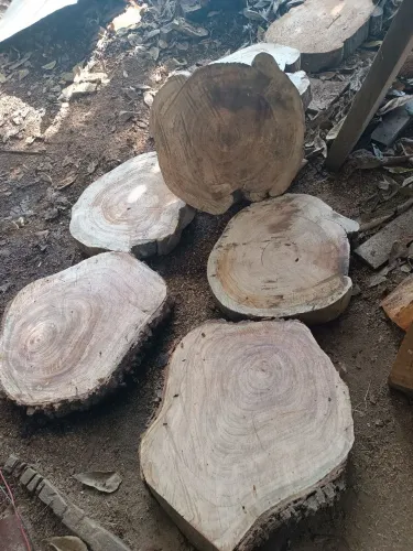 Bolachas de madeira vários tamanhos 