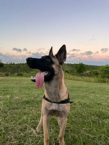 Pastor belga malinois para doação 