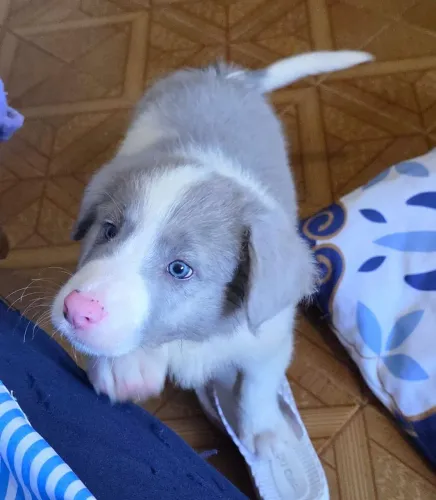 Filhote Border Collie Raro com Pedigree Cbkc