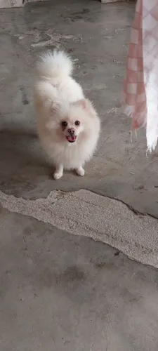 Cachorro