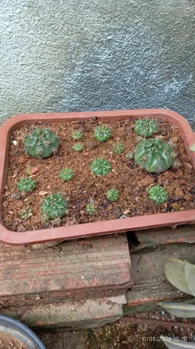 Planta cacto