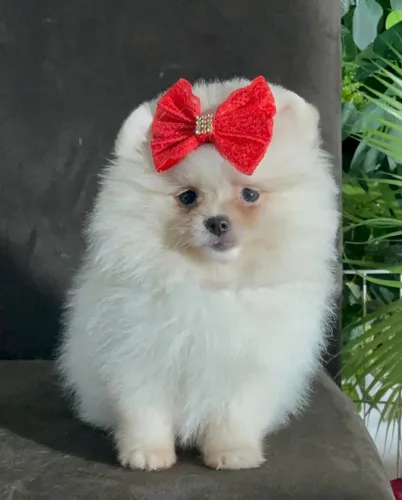 LULU DA POMERÂNIA EXCLUSIVO!!!