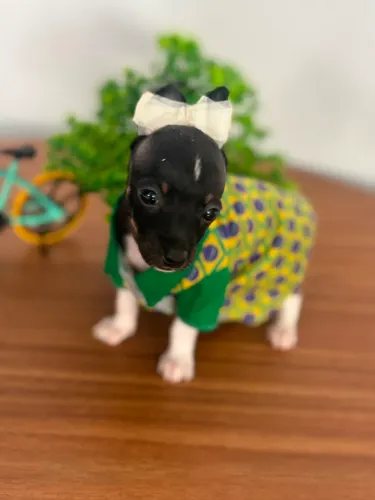 Filhote de Pinscher Macho Disponível