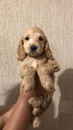 Filhote Cocker Spaniel Puro e Muito Fofo