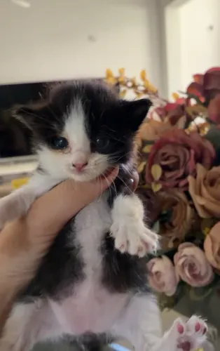 Gato adoção