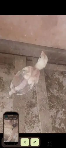 Pintinhos já grandinho