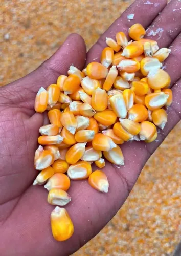 Milho em Grãos Venda Direta da Fazenda