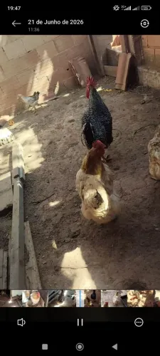 Vendo galo e galinha caipira