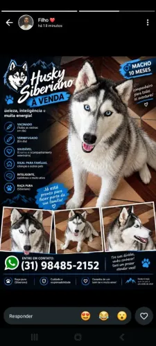 Cachorro husky