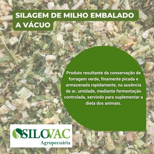 Silagem de milho embalada a vácuo