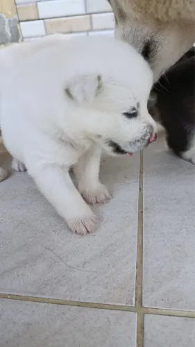Husky siberiano macho 500$