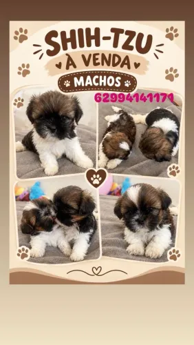 Shih tzu
