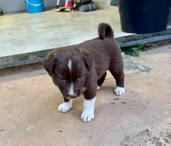 Border Collie macho