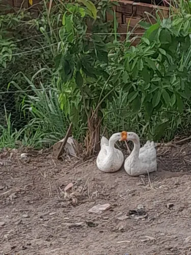 Casal de ganso 