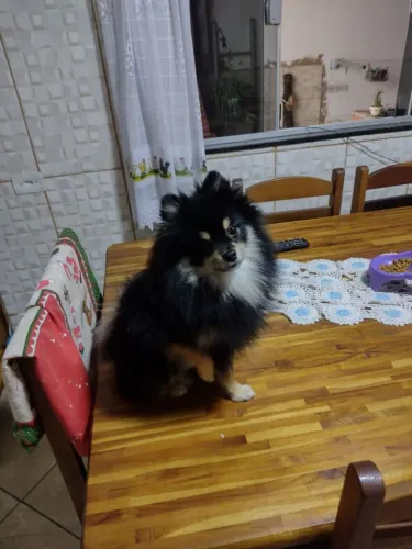 Vendo Lulu da Pomerânia