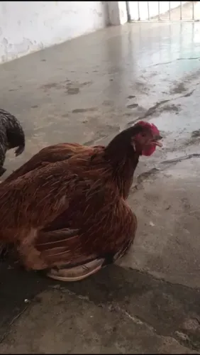 Galinha gorda 35$ e abatida 45$