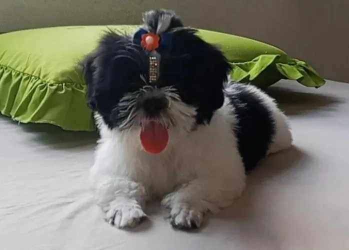 Shih tzu