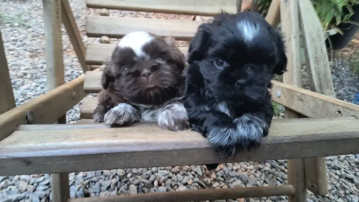 Shitzu PRETINHAS LINDAS
