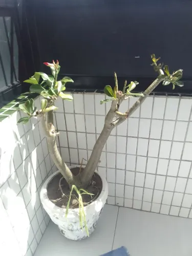 Rosa do deserto