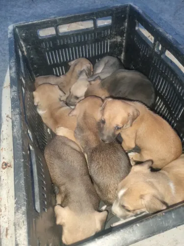Pet pra doação