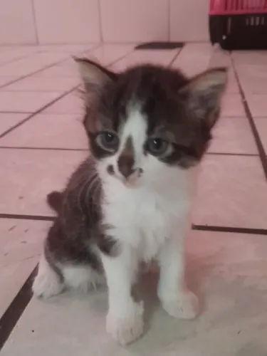 Adoção Responsável - Estou Doando Casal De Irmãos Inceparáveis 2 Meses