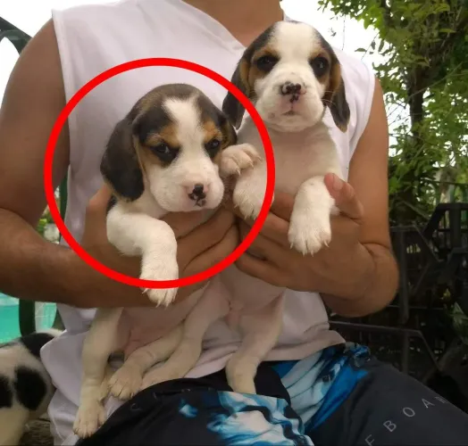 Beagle tricolor filhote