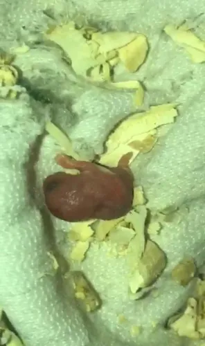 Vendo filhote de hamster