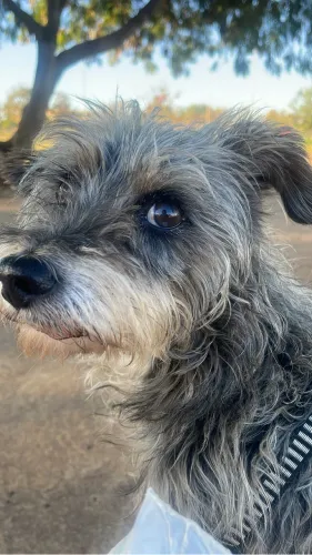 Doação cachorro
