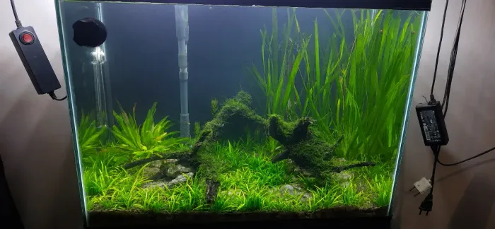 AQUÁRIO PLANTADO COMPLETO