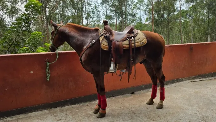 Cavalo Mangalarga Registrado e Castrado - Ótimo Andamento | Sorocaba/SP