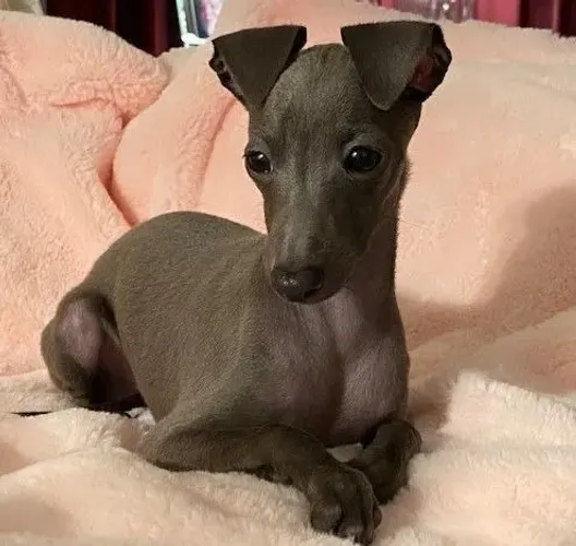 Filhotes de Galgo Italiano