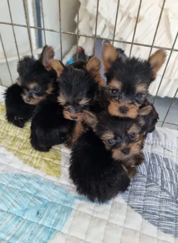Adote um shih-tzu